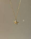 Charm Bicolor Ocean Star